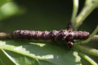 Phigalia pilosaria