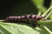 Phigalia pilosaria