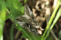 Autographa gamma