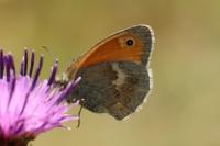 Coenonympha pamphilus