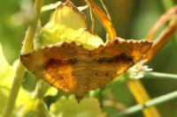 Camptogramma bilineata