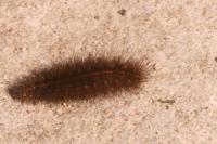 Phragmatobia fuliginosa