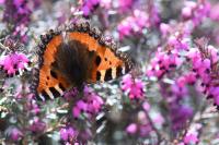 Aglais urticae