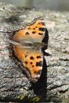 Nymphalis polychloros