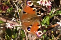 Aglais io