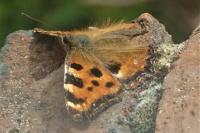 Nymphalis polychloros