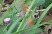 Macroglossum stellatarum