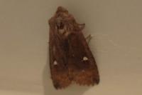 Eupsilia transversa