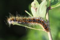 Trichiura crataegi