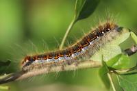 Trichiura crataegi