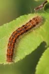 Trichiura crataegi