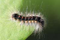 Lymantria dispar