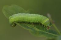 Asteroscopus sphinx