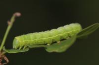 Asteroscopus sphinx