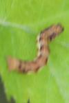 Erannis defoliaria