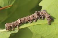 Catocala sponsa