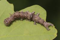 Catocala sponsa