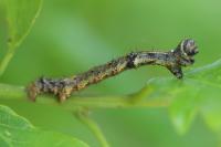 Phigalia pilosaria