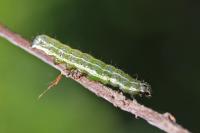 Orthosia cruda