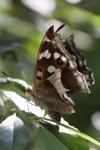 Apatura iris