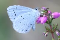 Celastrina argiolus