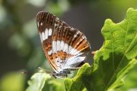Limenitis camilla