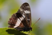 Limenitis camilla