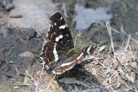 Araschnia levana