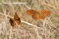 Argynnis paphia