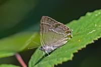 Quercusia quercus