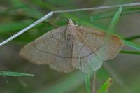Paracolax tristalis