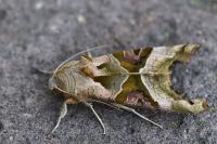 Phlogophora meticulosa
