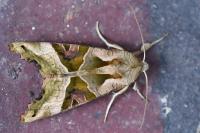 Phlogophora meticulosa