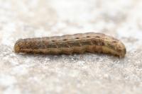 Noctua pronuba