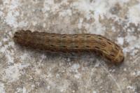 Noctua pronuba