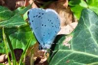 Celastrina argiolus