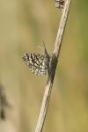 Chiasmia clathrata