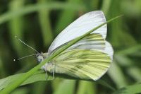 Pieris napi