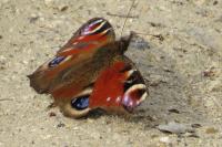 Aglais io