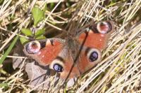 Aglais io