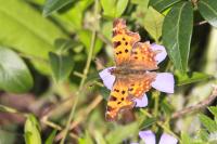 Polygonia c-album