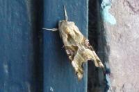 Phlogophora meticulosa
