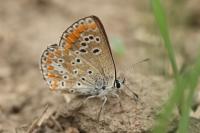 Aricia agestis