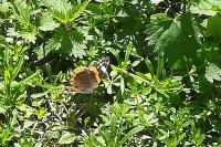 Vanessa atalanta