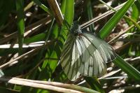 Pieris napi