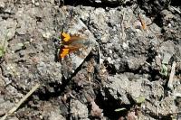 Archiearis parthenias