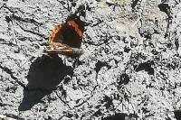 Vanessa atalanta