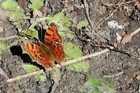 Polygonia c-album