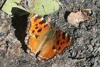 Nymphalis polychloros