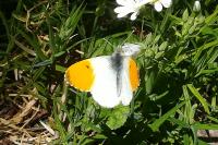 Anthocharis cardamines